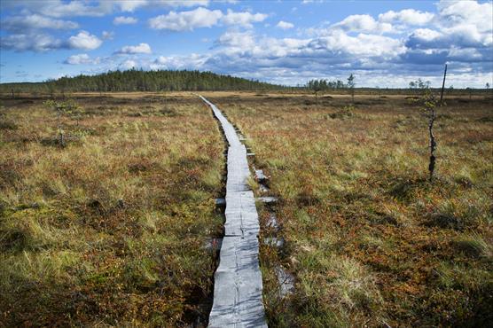 laajan avosuon poikki kulkevat pitkospuut